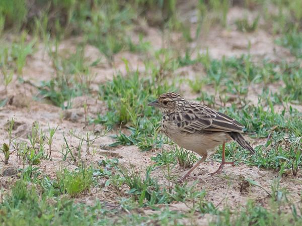<h3><a href="/trips/srilanka/biota/animalia/chordata/aves/040 passeriformes/073 alaudidae/mirafra affinis/mirafra affinis-nl.html">Mirafra&nbsp;affinis</a> / Jerdon's&nbsp;bush&nbsp;lark / Jerdons&nbsp;leeuwerik</h3>NIKON D500 met AF-S Nikkor 300mm f/2.8G IF-ED VR II, 1/3200 sec  bij F3.2, ISO 800, afstand 14.9&nbsp;m